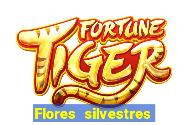 Flores silvestres brasileiras 25